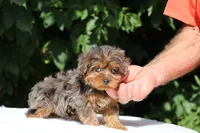 Meena 2 Ice Blue Eyes , a female Yorkipoo for sale in Memphis, TN – 4 of 10