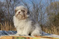 2 blue eyes Lavender Merle , a male Shihpoo and Poodle - Toy  for sale in Memphis, TN – 8 of 8