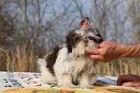 Casia Choc Phantom Toy sized, a female Shih Tzu for sale in Memphis, TN – Photo 2 of 10