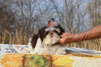 Casia Choc Phantom Toy sized, a female Shih Tzu for sale in Memphis, TN – Photo 1 of 10