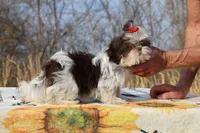 Casia Choc Phantom Toy sized, a female Shih Tzu for sale in Memphis, TN – Photo 5 of 10