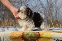 Casia Choc Phantom Toy sized, a female Shih Tzu for sale in Memphis, TN – Photo 8 of 10