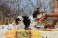 Casia Choc Phantom Toy sized, a female Shih Tzu for sale in Memphis, TN – Photo 4 of 10