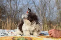 Casia Choc Phantom Toy sized, a female Shih Tzu for sale in Memphis, TN – Photo 3 of 10