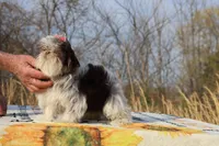 Casia Choc Phantom Toy sized, a female Shih Tzu for sale in Memphis, TN – Photo 9 of 10