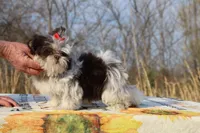Casia Choc Phantom Toy sized, a female Shih Tzu for sale in Memphis, TN – Photo 7 of 10