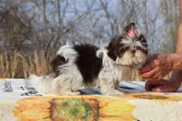 Casia Choc Phantom Toy sized, a female Shih Tzu for sale in Memphis, TN – Photo 6 of 10