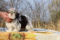 Casia Choc Phantom Toy sized, a female Shih Tzu for sale in Memphis, TN – Photo 10 of 10