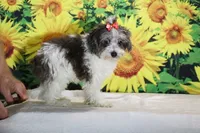 Ready toy Micro Birdie Bluemerle , a female Miniature Goldendoodle for sale in Memphis, TN – 4 of 10