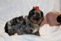 Toy Destiny B;ue merle Phantom, a female Shihpoo and Poodle - Toy  for sale in Memphis, TN – Photo 7 of 9