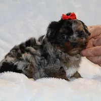 GORGEOUS Destiny BLue merle Phantom, a female Shihpoo and Poodle - Toy  for sale in Memphis, TN – Photo 6 of 9