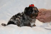 Toy Destiny B;ue merle Phantom, a female Shihpoo and Poodle - Toy  for sale in Memphis, TN – Photo 5 of 9