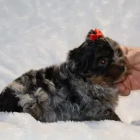 GORGEOUS Destiny BLue merle Phantom, a female Shihpoo and Poodle - Toy  for sale in Memphis, TN – Photo 5 of 9