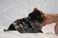 Toy Destiny B;ue merle Phantom, a female Shihpoo and Poodle - Toy  for sale in Memphis, TN – Photo 6 of 9