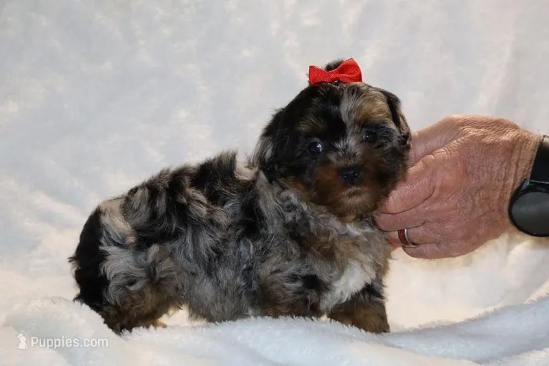 Toy Destiny B;ue merle Phantom, a female Shihpoo and Poodle - Toy  for sale in Memphis, TN – Photo 1 of 9