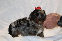 Toy Destiny B;ue merle Phantom, a female Shihpoo and Poodle - Toy  for sale in Memphis, TN – Photo 1 of 9