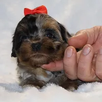 GORGEOUS Destiny BLue merle Phantom, a female Shihpoo and Poodle - Toy  for sale in Memphis, TN – Photo 3 of 9