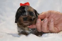 Toy Destiny B;ue merle Phantom, a female Shihpoo and Poodle - Toy  for sale in Memphis, TN – Photo 3 of 9