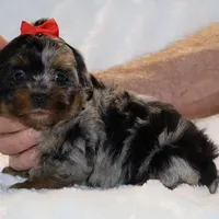 GORGEOUS Destiny BLue merle Phantom, a female Shihpoo and Poodle - Toy  for sale in Memphis, TN – Photo 8 of 9