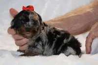 Toy Destiny B;ue merle Phantom, a female Shihpoo and Poodle - Toy  for sale in Memphis, TN – Photo 8 of 9
