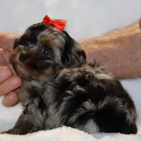GORGEOUS Destiny BLue merle Phantom, a female Shihpoo and Poodle - Toy  for sale in Memphis, TN – Photo 4 of 9