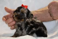 Toy Destiny B;ue merle Phantom, a female Shihpoo and Poodle - Toy  for sale in Memphis, TN – Photo 4 of 9