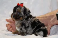 Toy Destiny B;ue merle Phantom, a female Shihpoo and Poodle - Toy  for sale in Memphis, TN – Photo 9 of 9