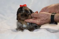 Toy Destiny B;ue merle Phantom, a female Shihpoo and Poodle - Toy  for sale in Memphis, TN – Photo 2 of 9