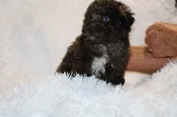 Ice Man Blue Eyed, a male Poodle - Toy  for sale in Memphis, TN – 5 of 10