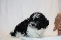 Toy Pierce black parti, a male Shihpoo and Poodle - Toy  for sale in Memphis, TN – 3 of 3