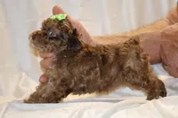 0 cdpa CHOC MERLE BLUE EYES, a female Poodle - Toy  for sale in Memphis, TN – Photo 8 of 10