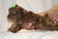 0 cdpa CHOC MERLE BLUE EYES, a female Poodle - Toy  for sale in Memphis, TN – Photo 9 of 10