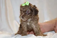 0 cdpa CHOC MERLE BLUE EYES, a female Poodle - Toy  for sale in Memphis, TN – Photo 2 of 10