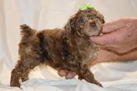 0 cdpa CHOC MERLE BLUE EYES, a female Poodle - Toy  for sale in Memphis, TN – Photo 6 of 10