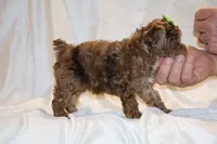 0 cdpa CHOC MERLE BLUE EYES, a female Poodle - Toy  for sale in Memphis, TN – Photo 7 of 10