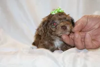 0 cdpa CHOC MERLE BLUE EYES, a female Poodle - Toy  for sale in Memphis, TN – Photo 5 of 10