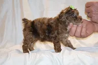 0 cdpa CHOC MERLE BLUE EYES, a female Poodle - Toy  for sale in Memphis, TN – Photo 3 of 10
