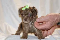 0 cdpa CHOC MERLE BLUE EYES, a female Poodle - Toy  for sale in Memphis, TN – Photo 10 of 10