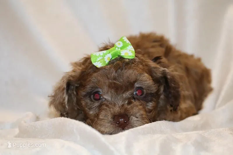 0 cdpa CHOC MERLE BLUE EYES