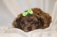 0 cdpa CHOC MERLE BLUE EYES, a female Poodle - Toy  for sale in Memphis, TN – Photo 1 of 10