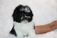 Ready Toy Pierce , a male Shihpoo and Poodle - Toy  for sale in Memphis, TN – 5 of 10