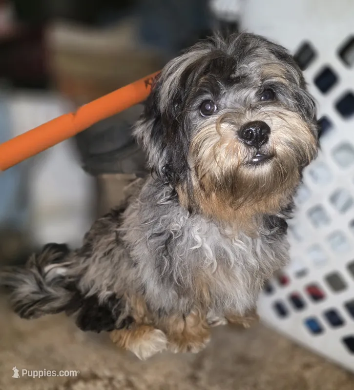 STUNNING Destiny BLue merle Phantom – Shihpoo, Poodle - Toy  puppy for sale in Memphis, TN