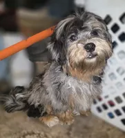 STUNNING Destiny BLue merle Phantom, a female Shihpoo and Poodle - Toy  for sale in Memphis, TN – 1 of 8
