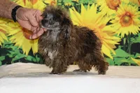 Spirit blue merle toy, a male Poodle - Toy  for sale in Memphis, TN – 4 of 6