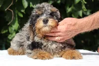 11-20# Gideon Phantom , a male Miniature Bernedoodle for sale in Memphis, TN – 8 of 9