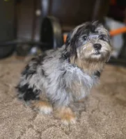 Phantom Merle Beauty , a female Shihpoo and Poodle - Toy  for sale in Memphis, TN – 3 of 8