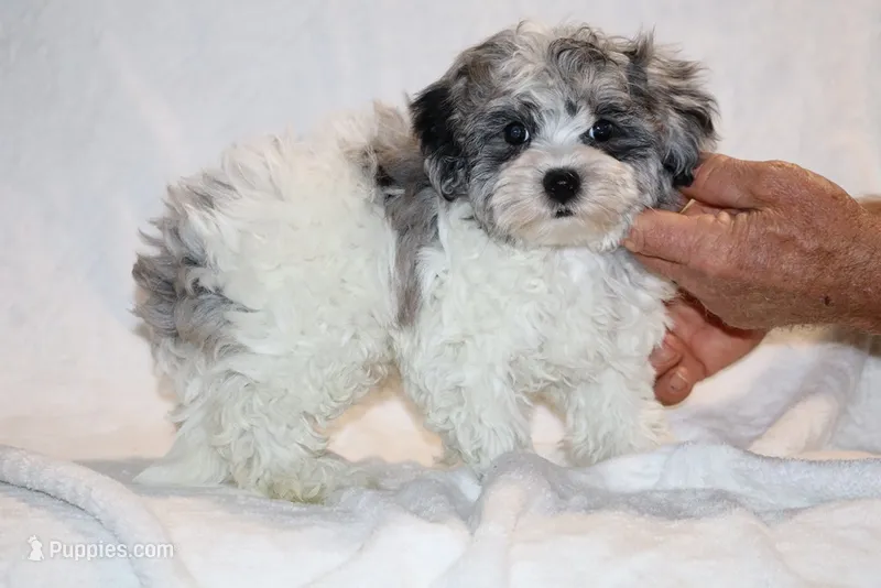 Alistair Blue eye Merle  – Shihpoo, Poodle - Toy  puppy for sale in Memphis, TN