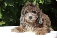 David Ready 11#-20#, a male Miniature Bernedoodle for sale in Memphis, TN – 9 of 9