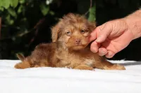 Colt Chocolate merle , a male Yorkipoo for sale in Memphis, TN – 7 of 10