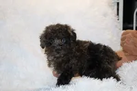 Blue eyed Ice Man, a male Poodle - Miniature  for sale in Memphis, TN – 8 of 10